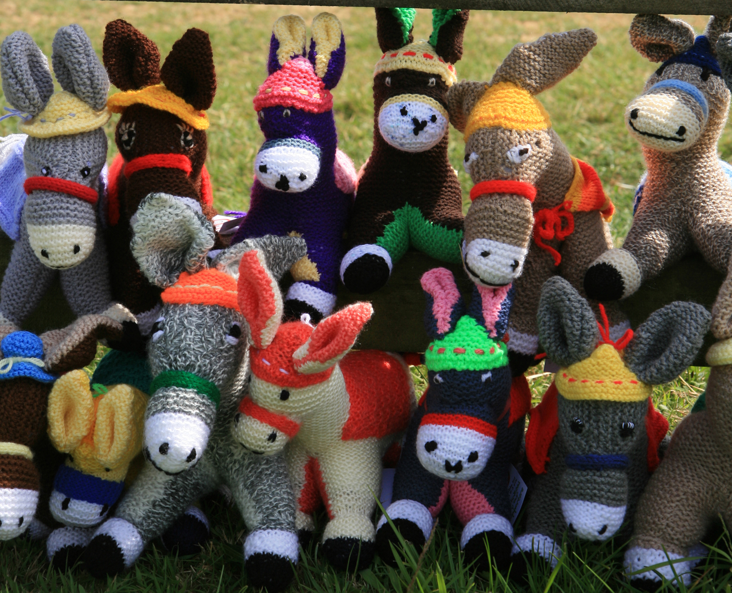 donkey sanctuary.jpg donkey sanctuary.jpg